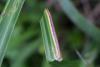 328803 – Photo : Numayta – France (68)